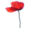 coquelicot